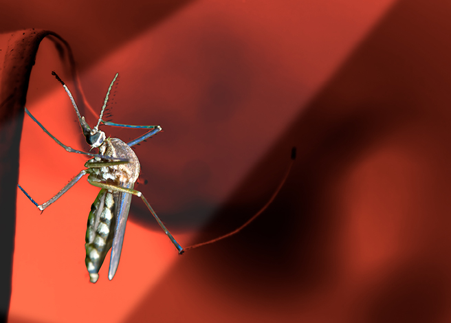 Spotlight_Chikungunya_BN_656x470 4zevar/stock.adobe.com